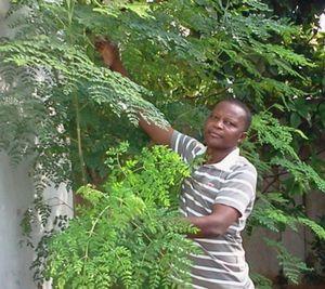 Moringa