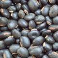Muccana prurens copie 3