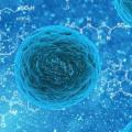 Mycoplasme infection