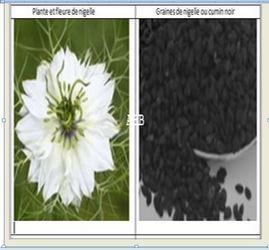 Nigelle plante et graine copier 