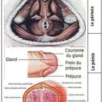 Perinee penis et corps