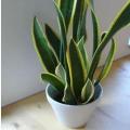 Plante serpent langue de belle mere copier 1