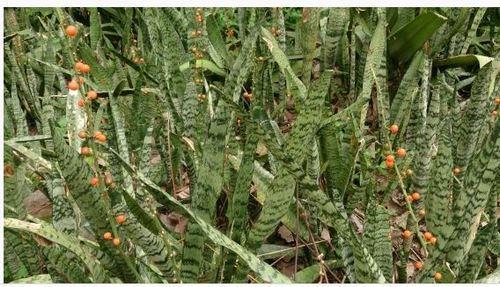 Plante serpent sen copier 