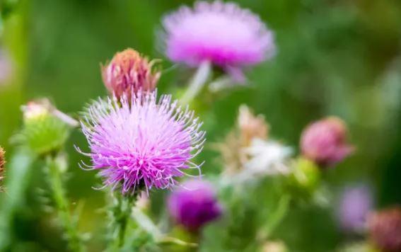 Plantes pour le foie