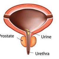 Prostate normal 1