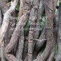 Racine acridocarpus image racine gouro copie copier 