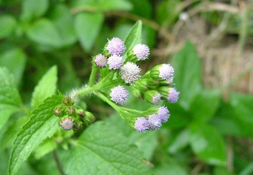 Roi des Herbes et ses Vertus: Maladies Soignées par l'Herbe le Roi