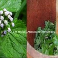 Roi des herbes asb ageratum conyzoides copier 