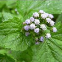 Roi des herbes et mladies