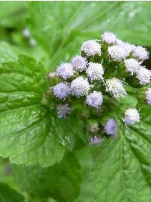 Roi des herbes et mladies