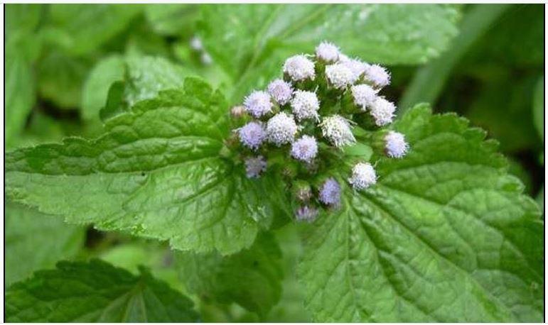 Roi des herbes et trompes bouchees