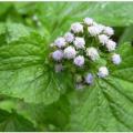 Roi des herbes et trompes bouchees