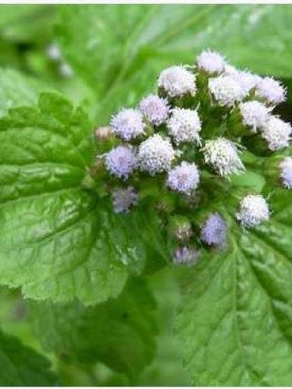 Roi des herbes et trompes bouchees