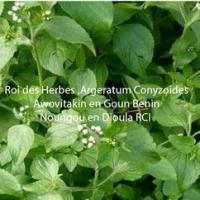 Roi des herbes noungou