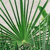 Saw palmetto