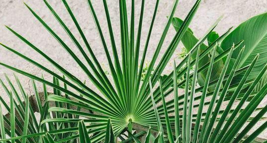 Saw palmetto
