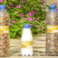 Tisane 105 testosterone
