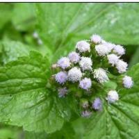 Trompes bouchees et roi des herbes