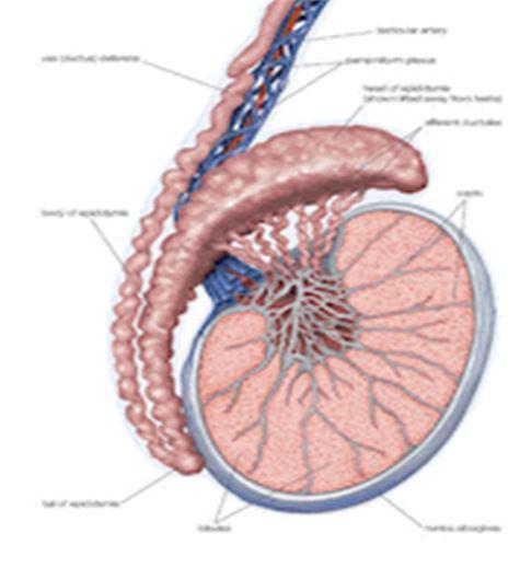 Varicocele t