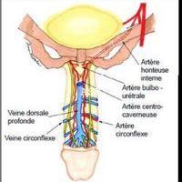 Veines et arteere du penis 1