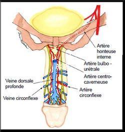 Veines et arteere du penis 1