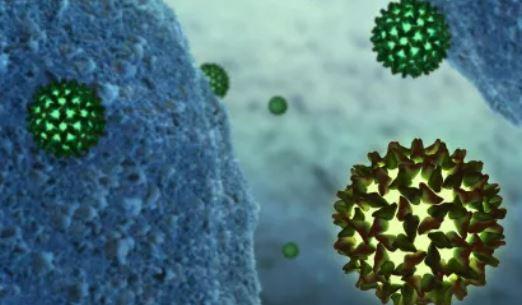 Virus VHB de l'Hépatite B