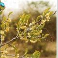 Ximenia americana 2
