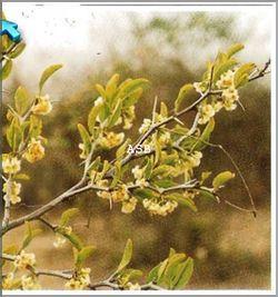 Ximenia americana 2